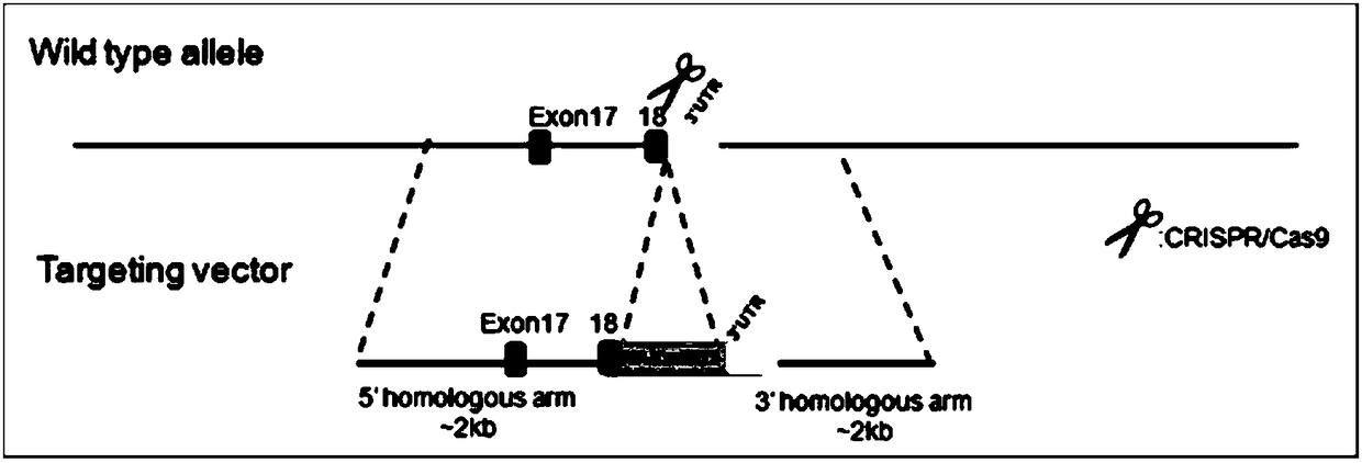 Method for building renal inducible inherent macrophage infiltration mouse model