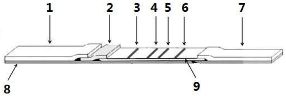 Detection card and detection method for rapidly detecting early pregnancy and gestational weeks