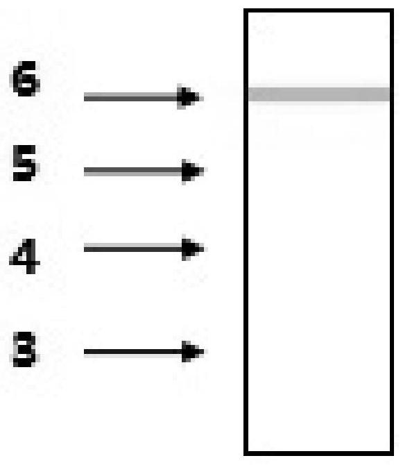 Detection card and detection method for rapidly detecting early pregnancy and gestational weeks