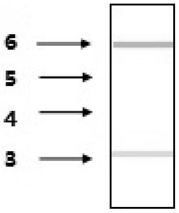 Detection card and detection method for rapidly detecting early pregnancy and gestational weeks