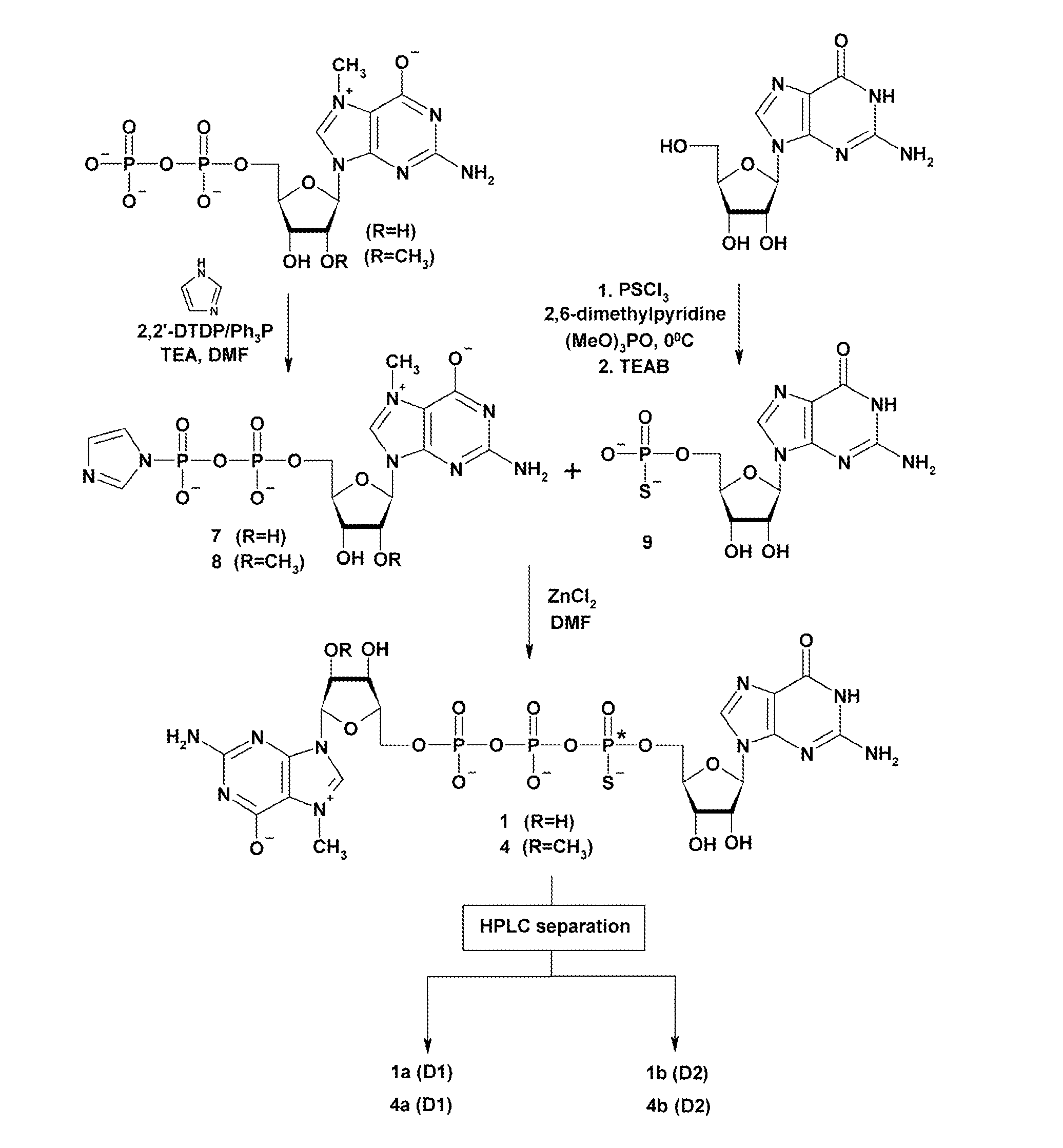 Synthesis and use of anti-reverse phosphorothioate analogs of the messenger RNA cap