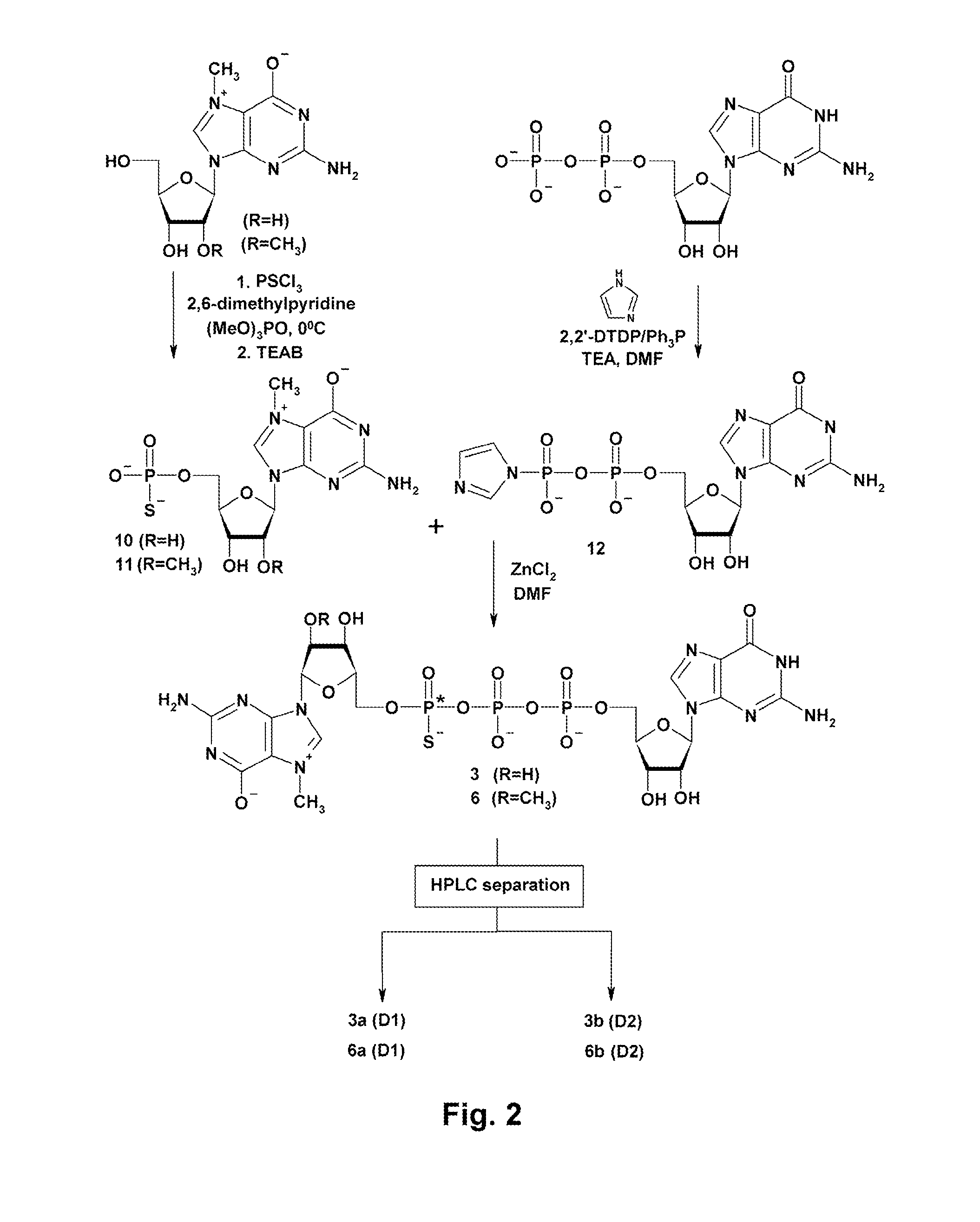 Synthesis and use of anti-reverse phosphorothioate analogs of the messenger RNA cap