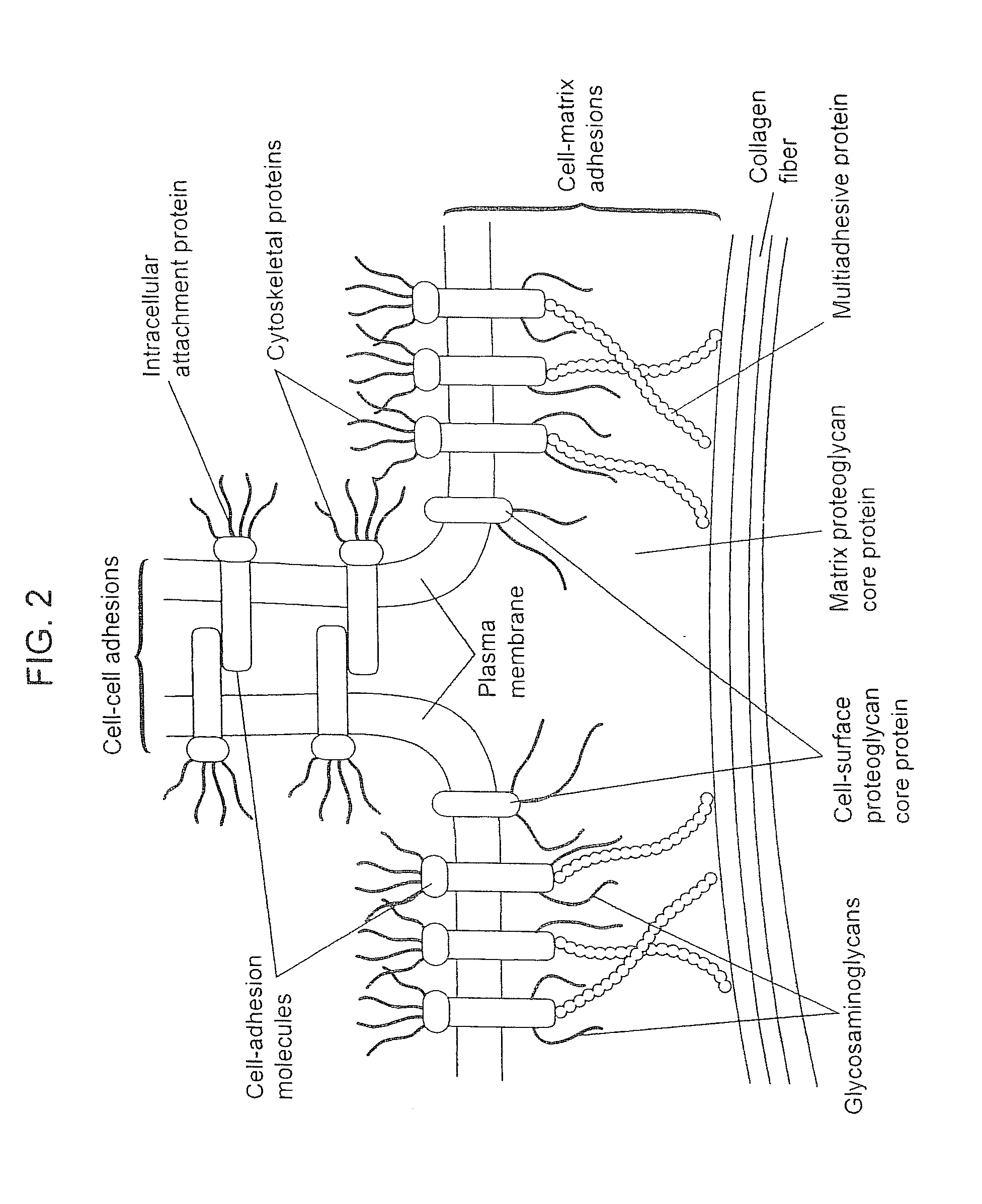 Compositions for Regenerating Defective or Absent Myocardium