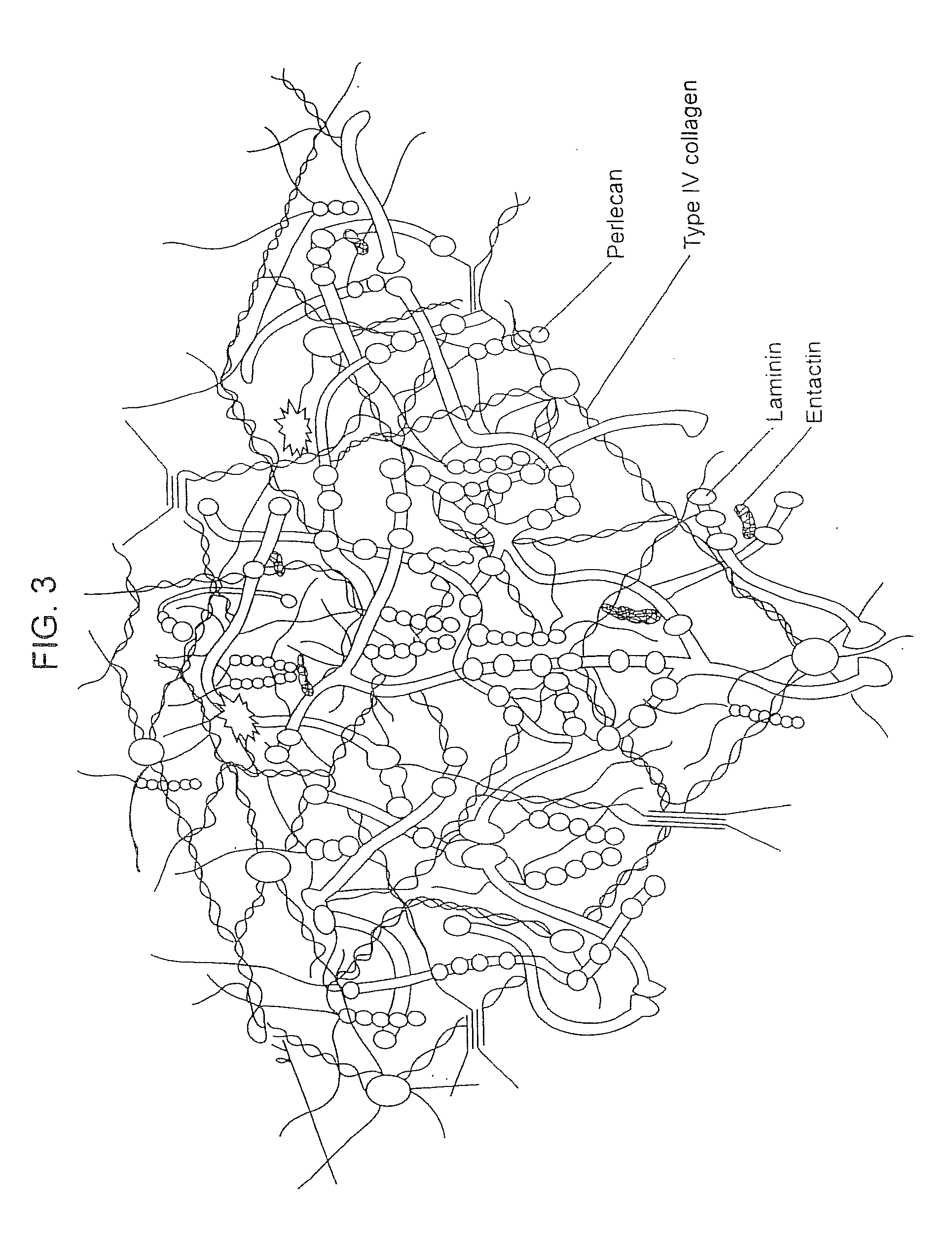 Compositions for Regenerating Defective or Absent Myocardium