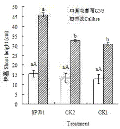 Nitrogen fixing and phosphate solubilizing growth-promoting bacteria for desert plants and microbial agent and application thereof