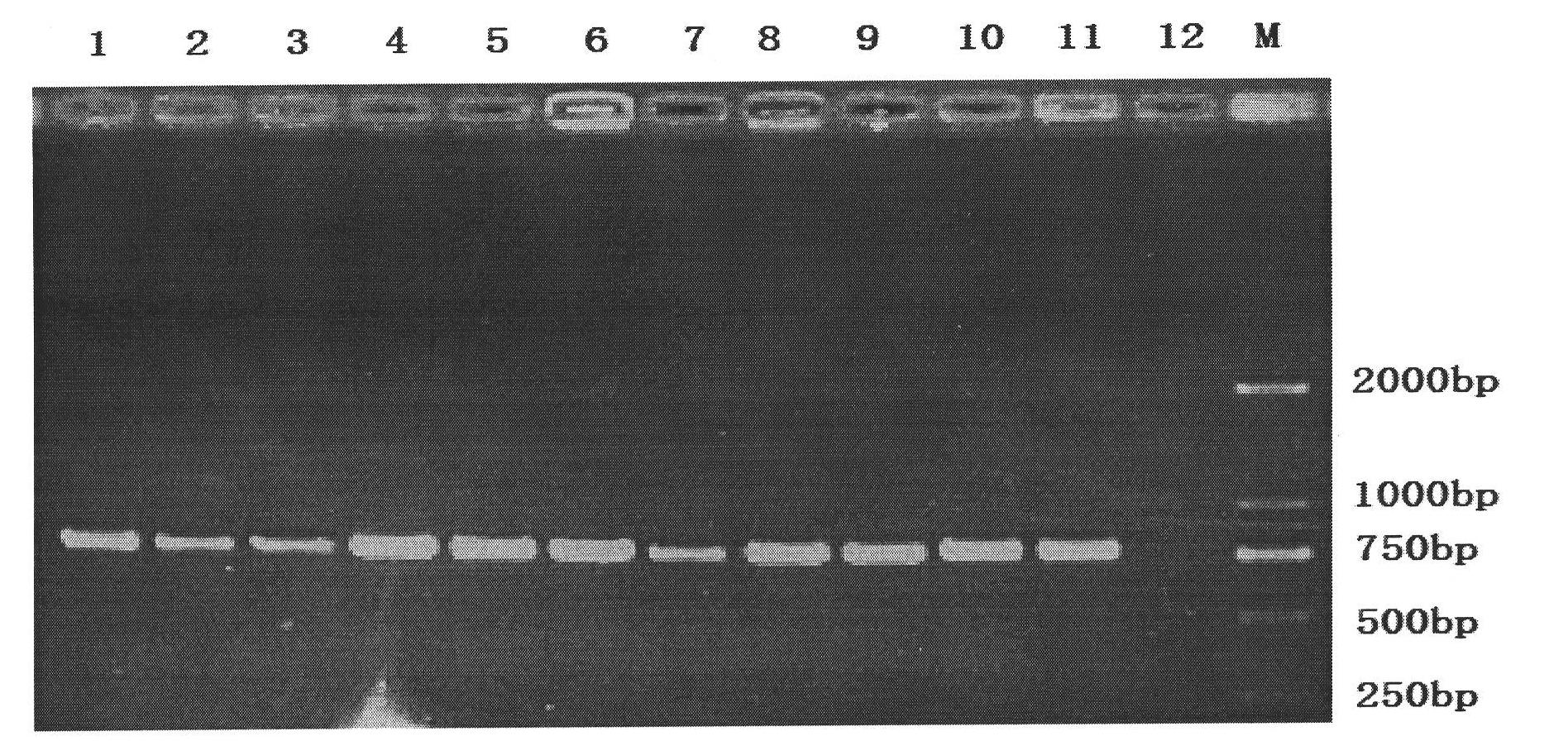 Method for detecting Solanum rostratum Dunal by PCR (Polymerase Chain Reaction) primer