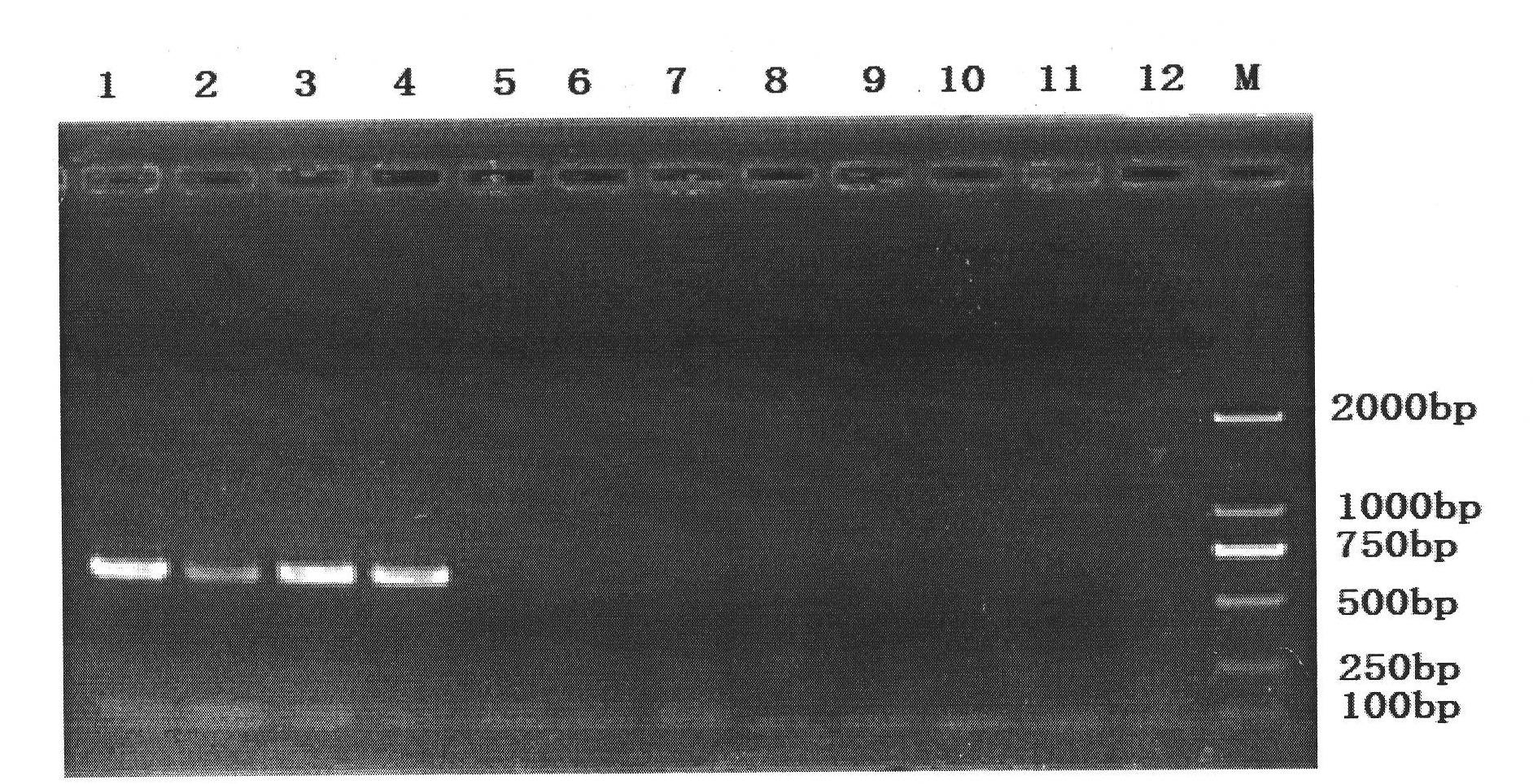 Method for detecting Solanum rostratum Dunal by PCR (Polymerase Chain Reaction) primer