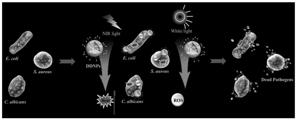 A nanoparticle co-doped with a conjugated polymer and an aggregation-induced light-emitting small molecule, its preparation method and application