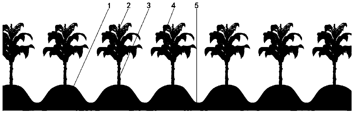 Method for preparing water-cured ripe tobacco leaves in shading environment