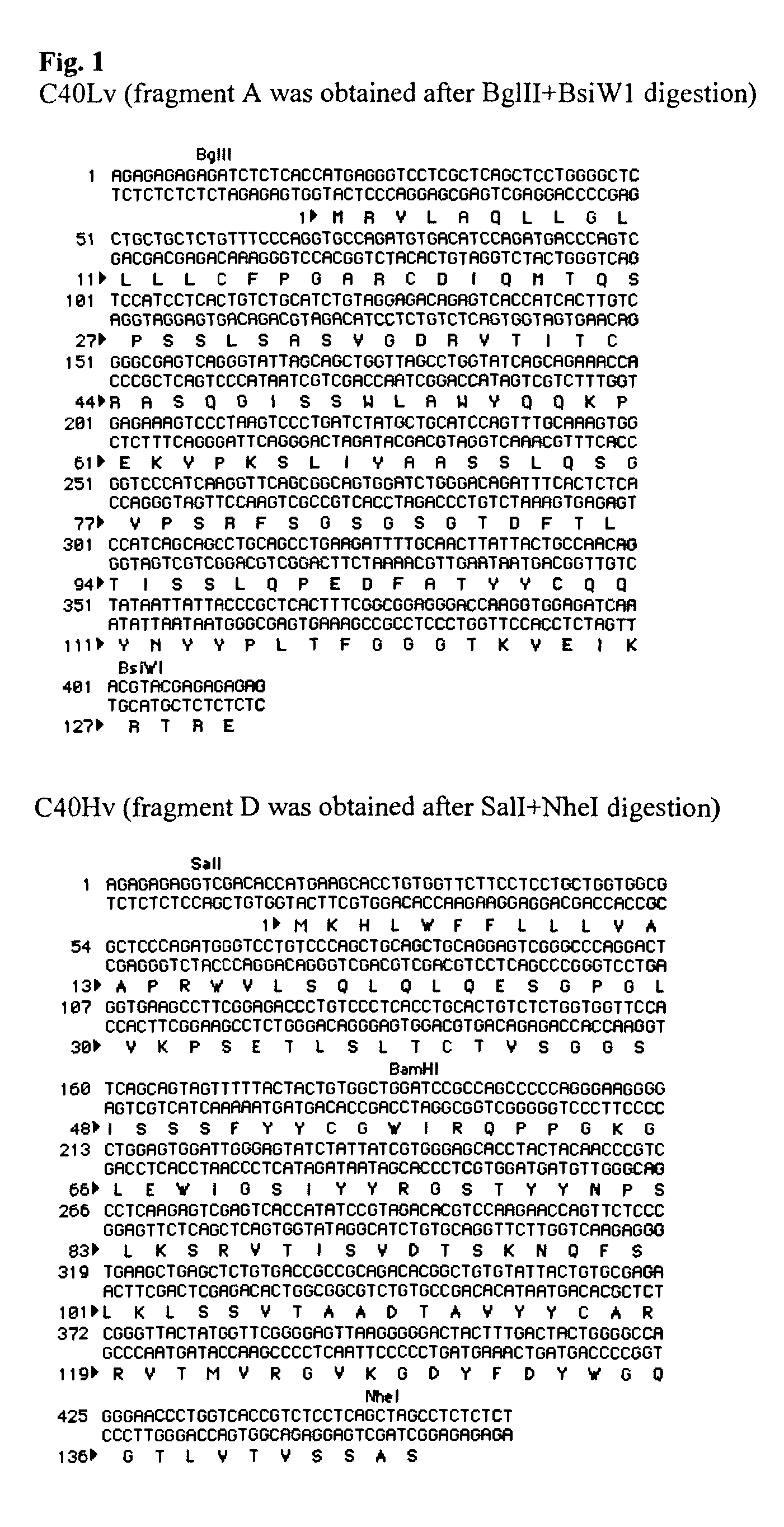 Human monoclonal antibodies to influenza M2 protein and methods of making and using same