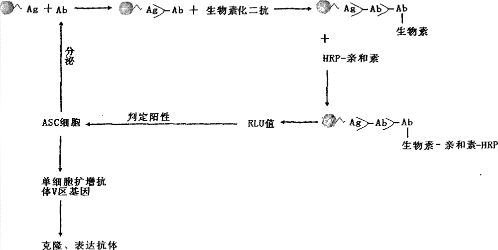 Preparation method for monoclonal antibody