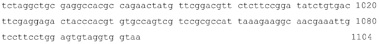 Attenuated strain of duck reovirus and application of attenuated strain