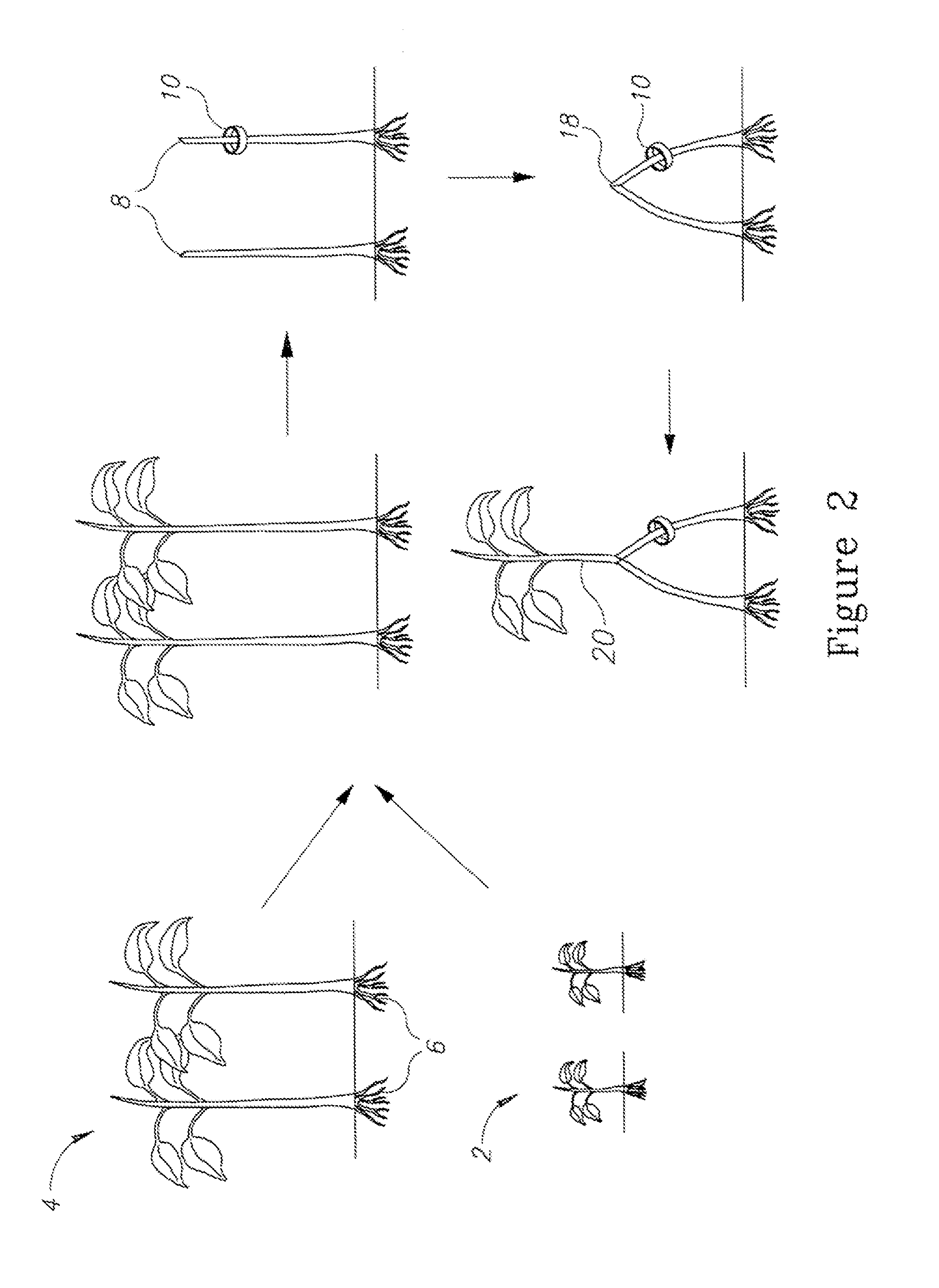 Engrafted plants having at least one rootstock with predetermined growth control period