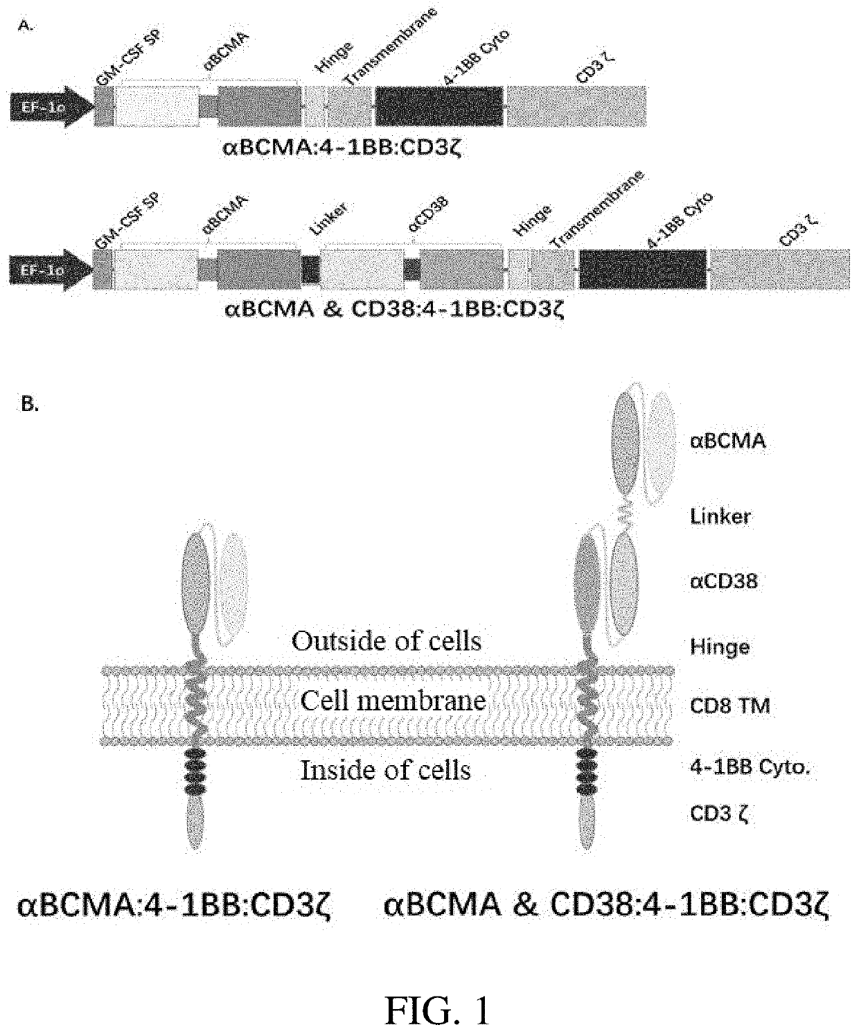 Bispecific chimeric antigen receptors and their application in the treatment of tumor