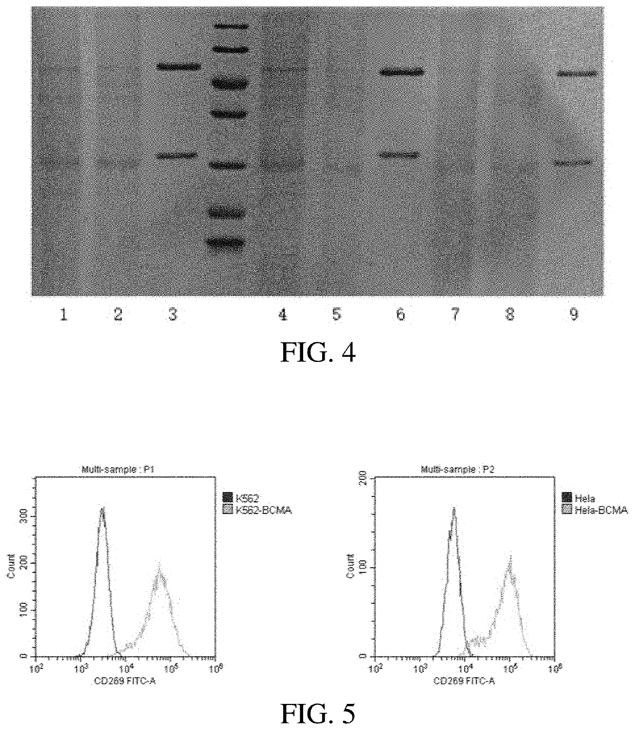 Bispecific chimeric antigen receptors and their application in the treatment of tumor