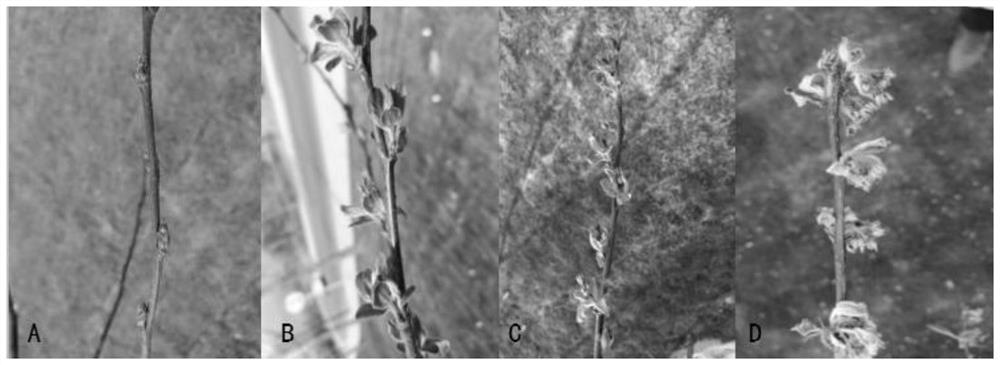 Pesticide composition, preparation and application thereof