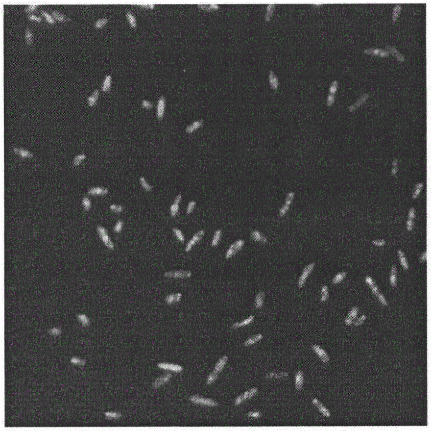 Method for preparing and regenerating sphingomonas sp protoplast