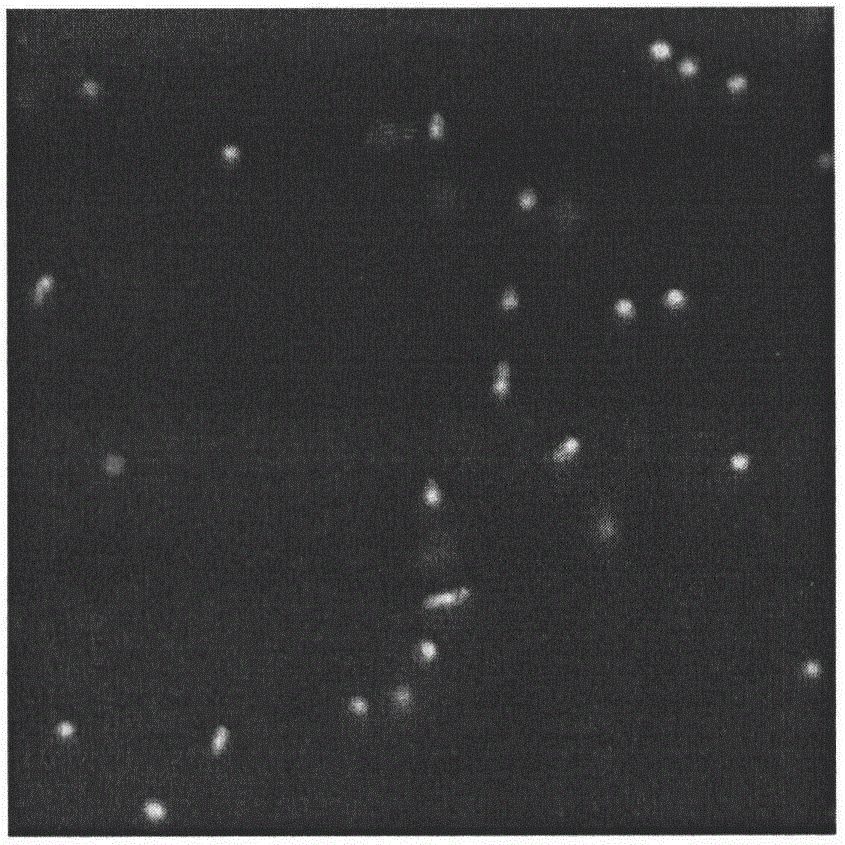 Method for preparing and regenerating sphingomonas sp protoplast