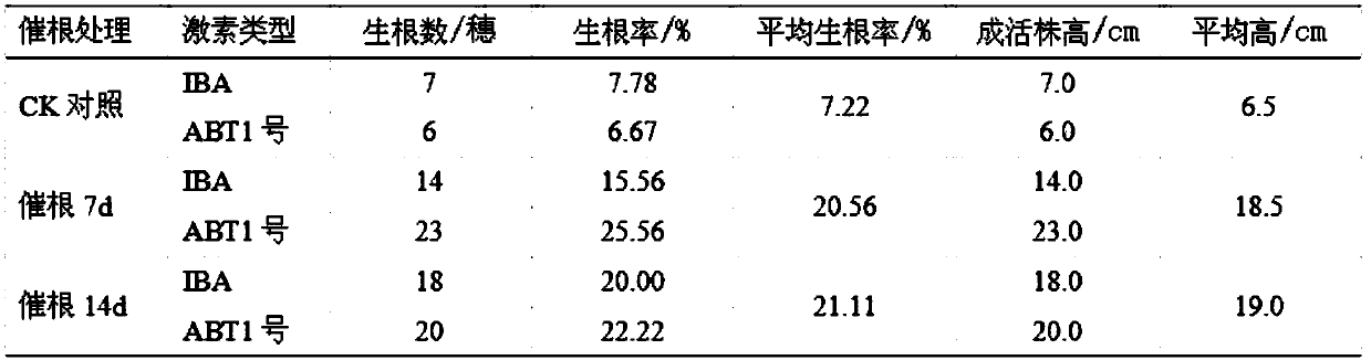 Hard wood cutting seedling culture method of Tamarix taklamakanensis