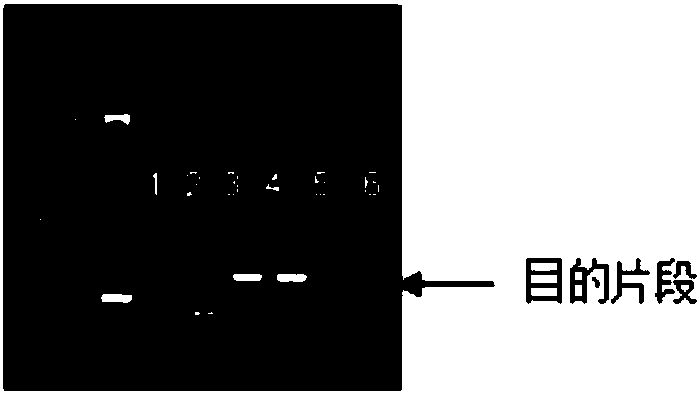 Molecular specific primer and method for identifying catfish