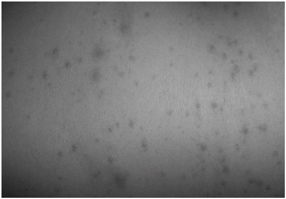 Skin rash point extraction method based on spot detection