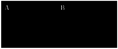 Method for producing genetically modified wuzhishan pigs expressing fluorescent proteins