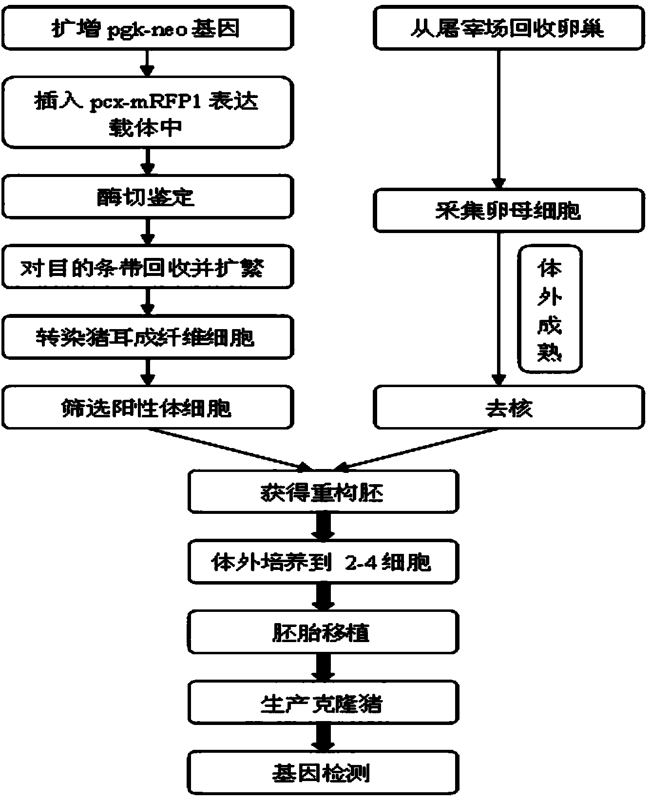 Method for producing genetically modified wuzhishan pigs expressing fluorescent proteins