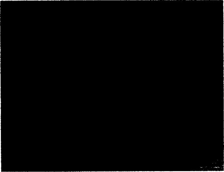 Rolling method for low carbon twisted steel bar