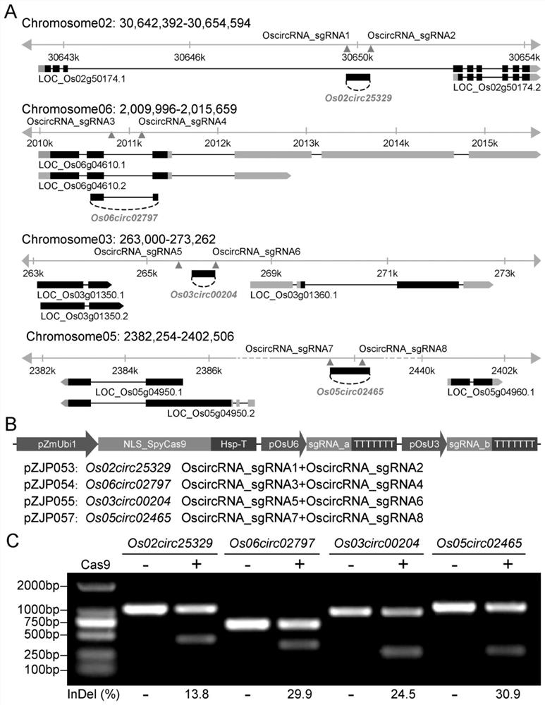 Blocking or weakening the expression of rice circRNA coding site to improve the method of rice seedling growth traits