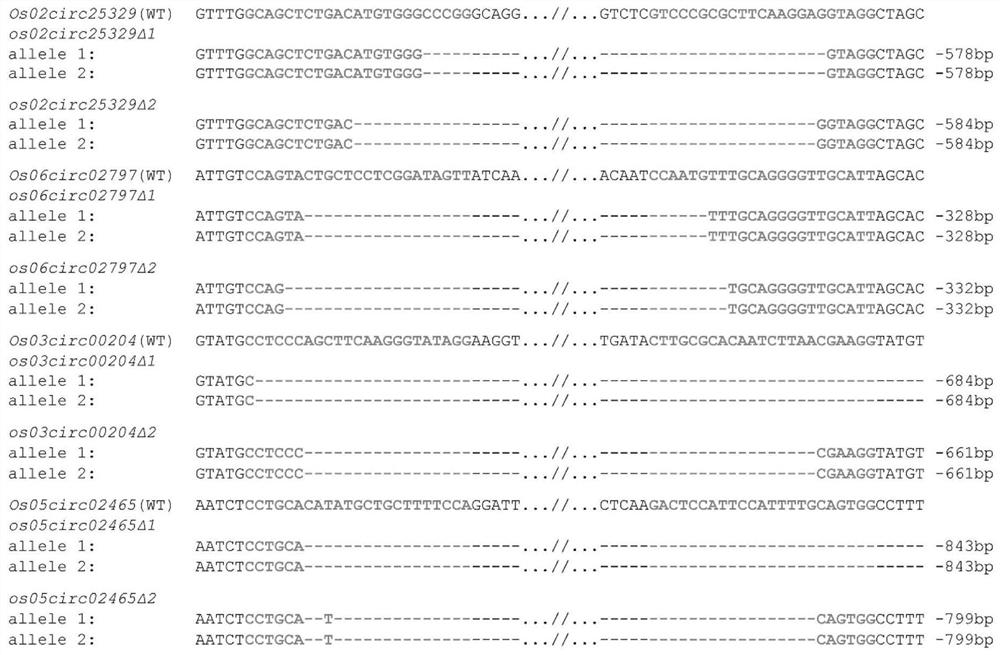 Blocking or weakening the expression of rice circRNA coding site to improve the method of rice seedling growth traits