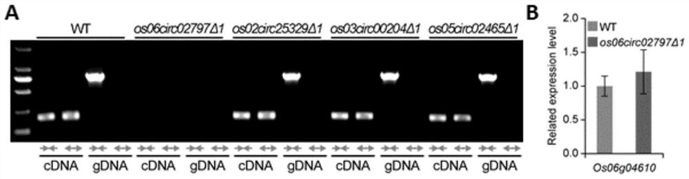 Blocking or weakening the expression of rice circRNA coding site to improve the method of rice seedling growth traits