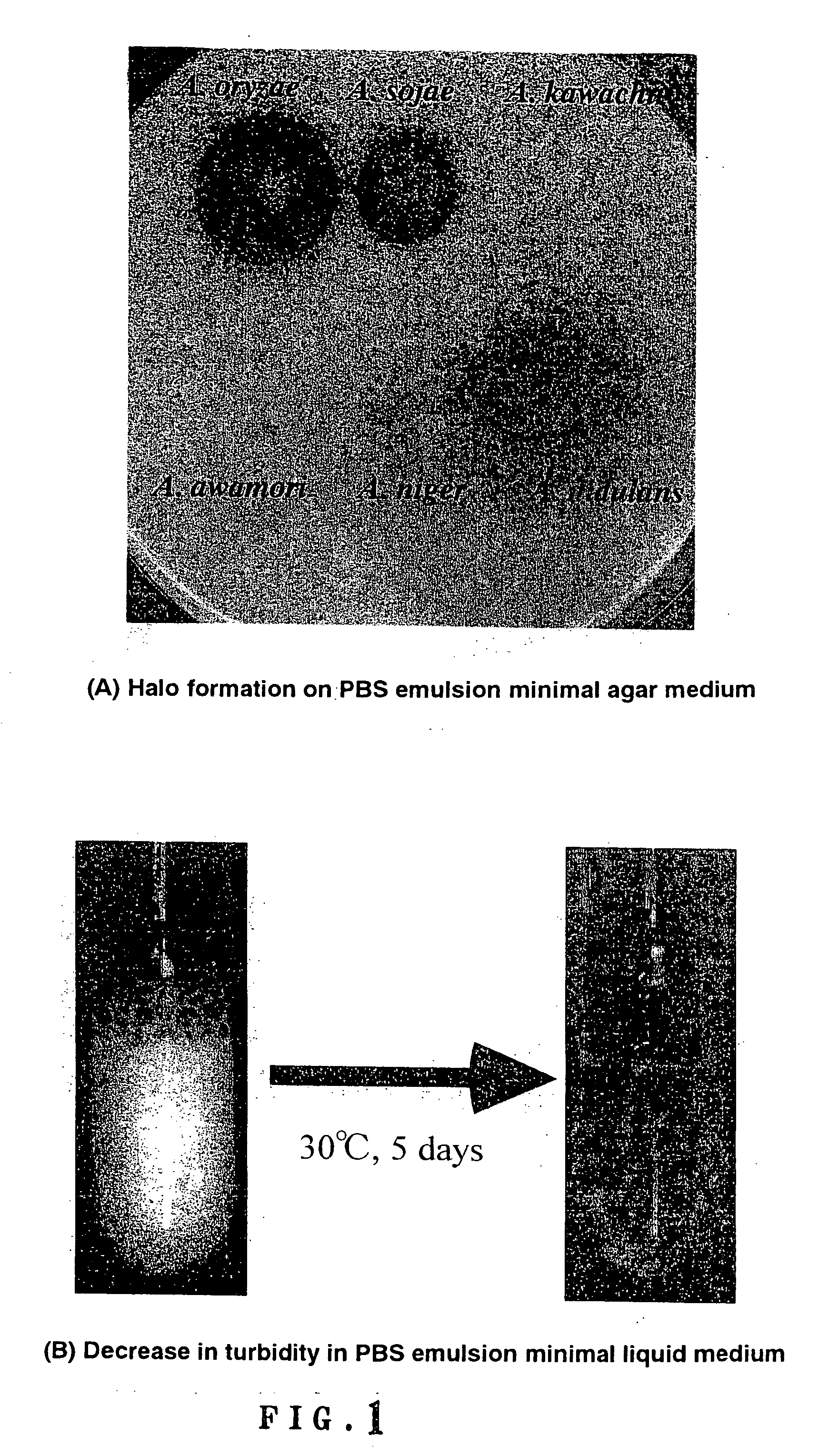 Method of degrading plastic and process for producing useful substance using the same