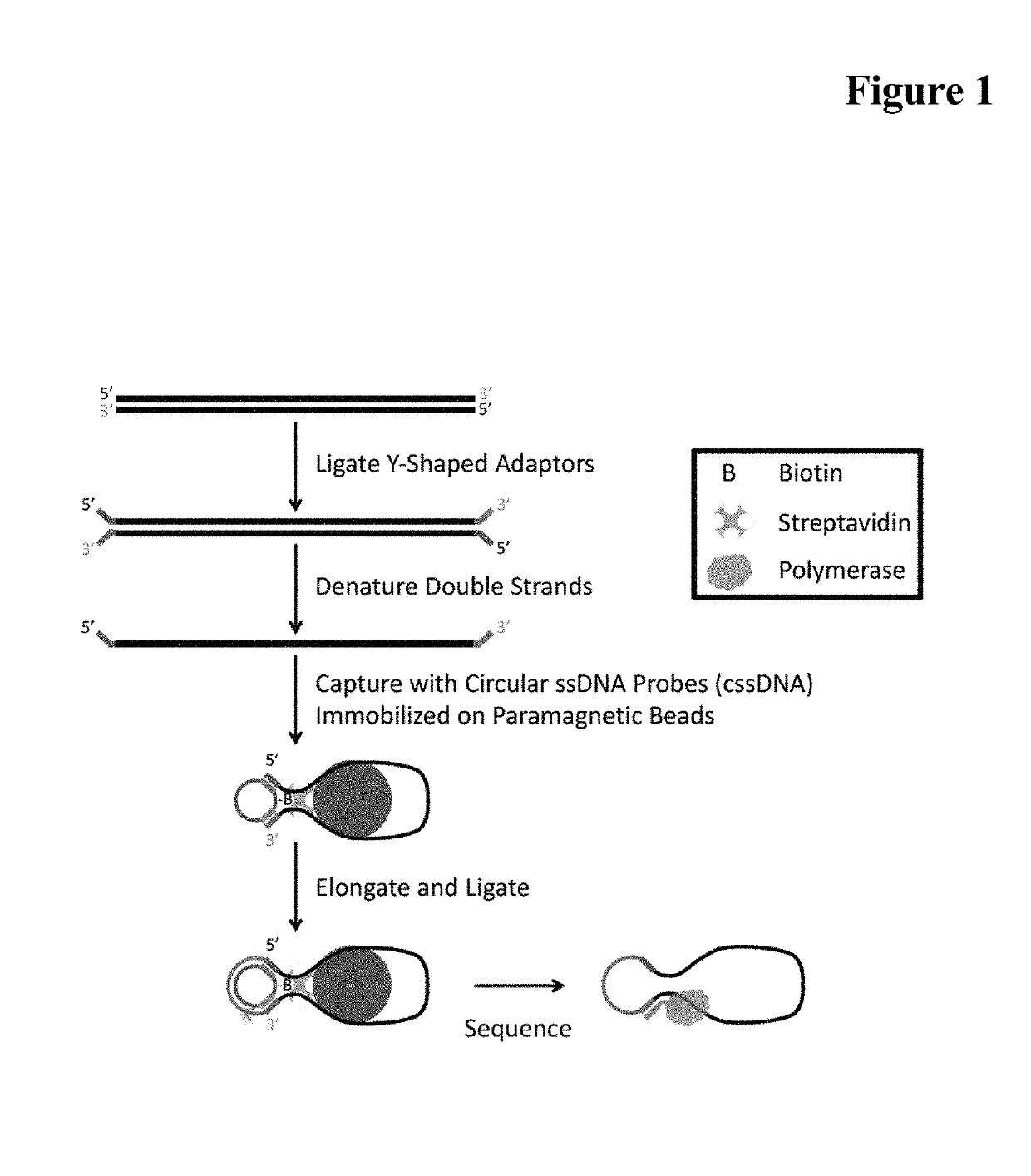 Single stranded circular DNA libraries for circular consensus sequencing