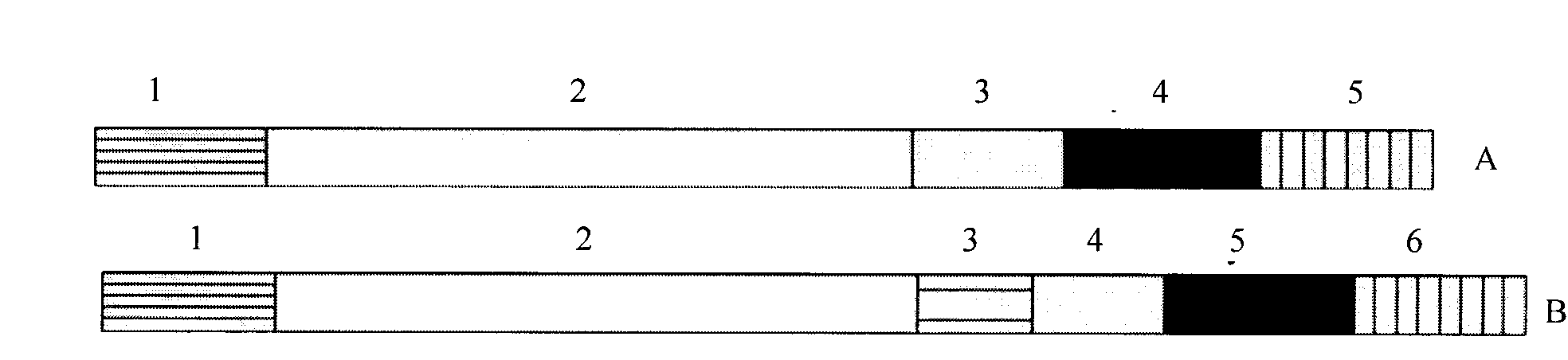 Chimeric antibody and immunocyte