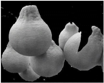 Grapefruit image segmentation method based on double-strategy harmony search algorithm