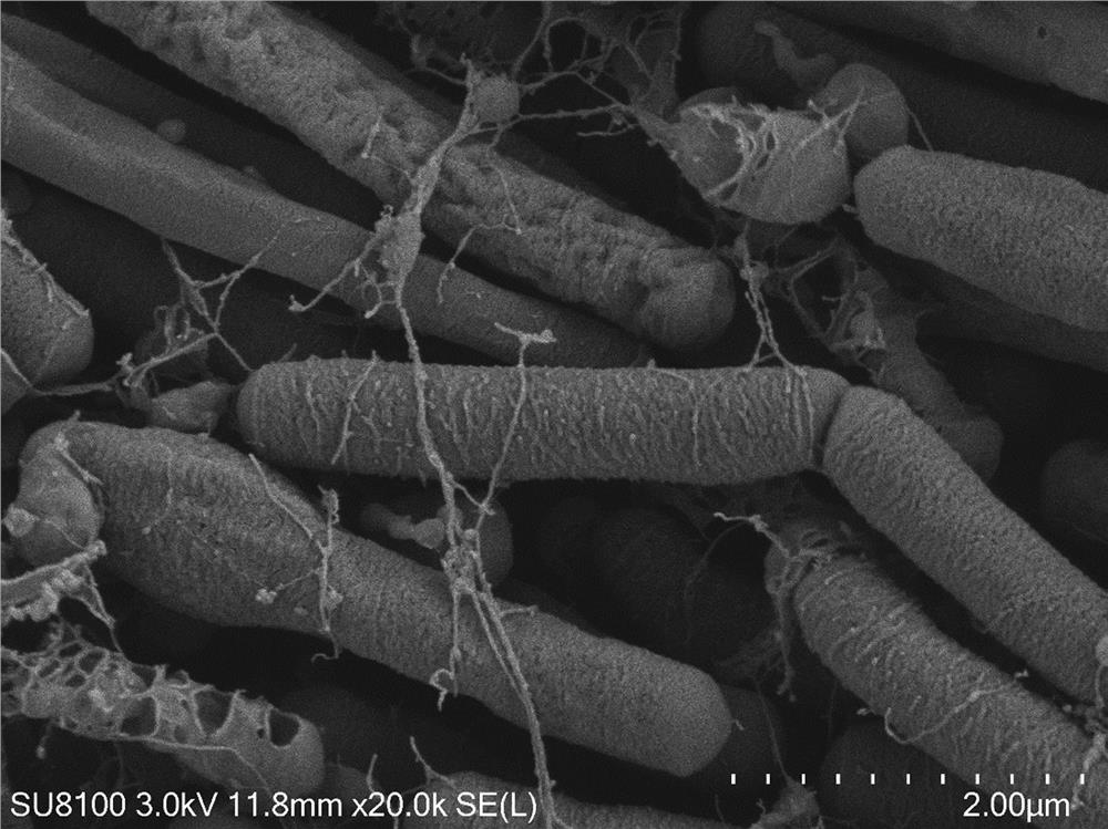 Geobacillus thermodenitrificans DC8 strain and application thereof