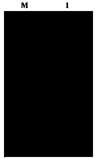 Alginate lyase SHA-6 gene and application thereof