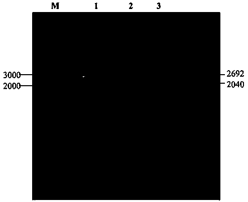 Alginate lyase SHA-6 gene and application thereof