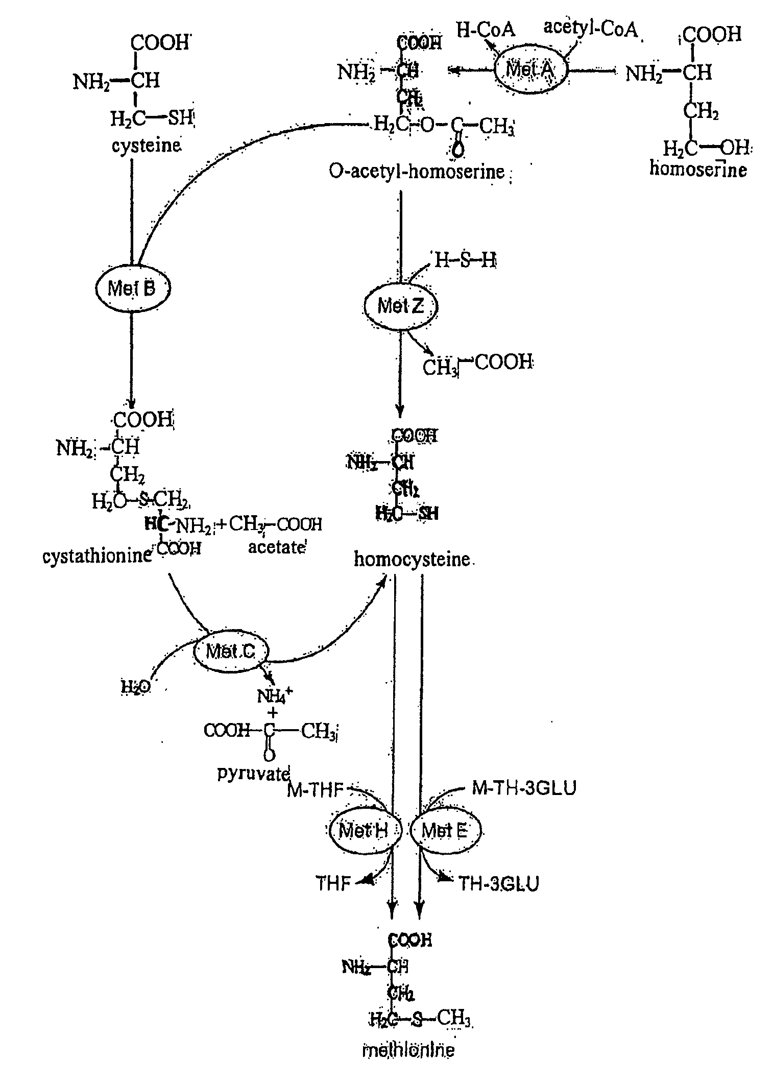 Methionine Synthases with Reduced Product Inhibition