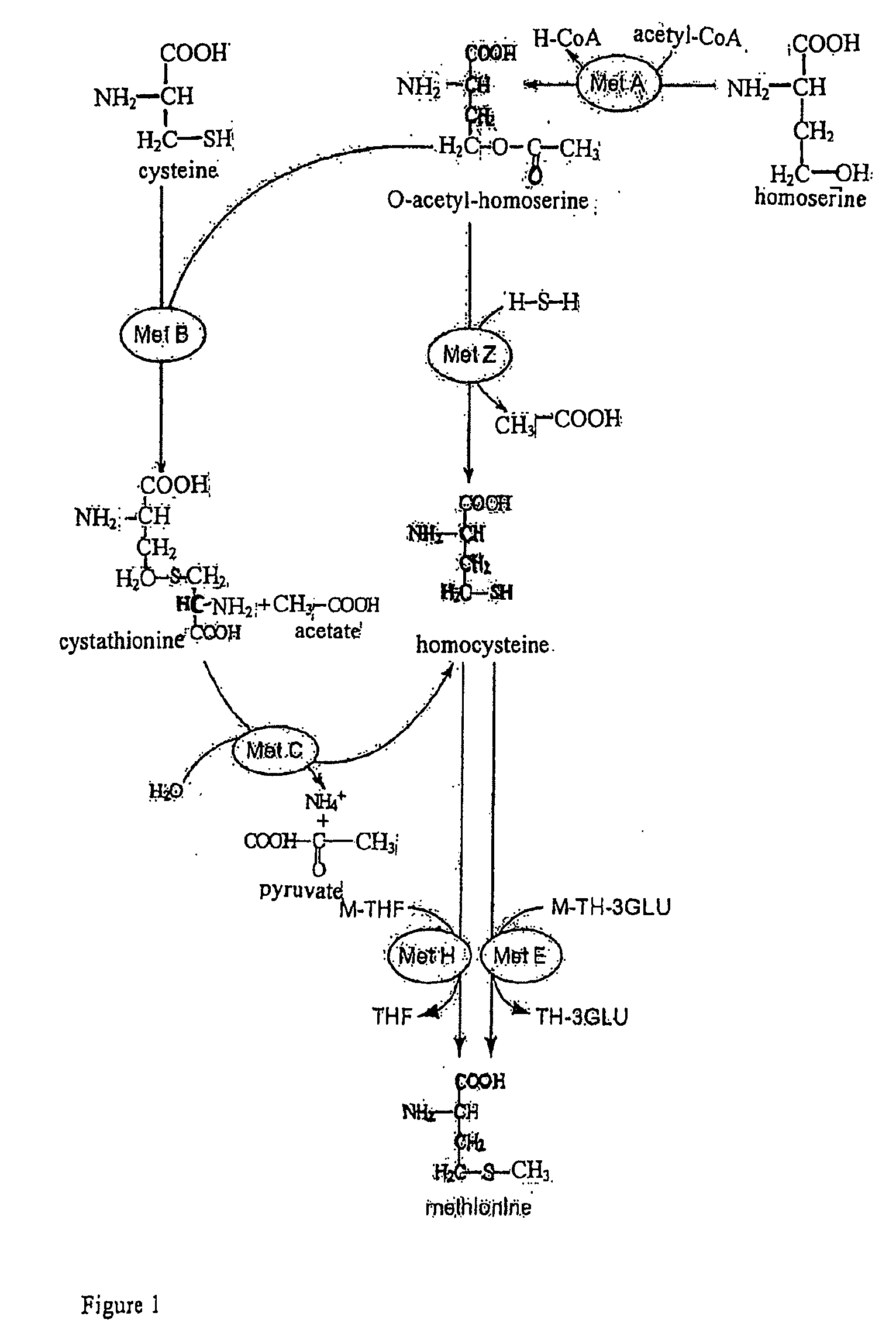 Methionine Synthases with Reduced Product Inhibition