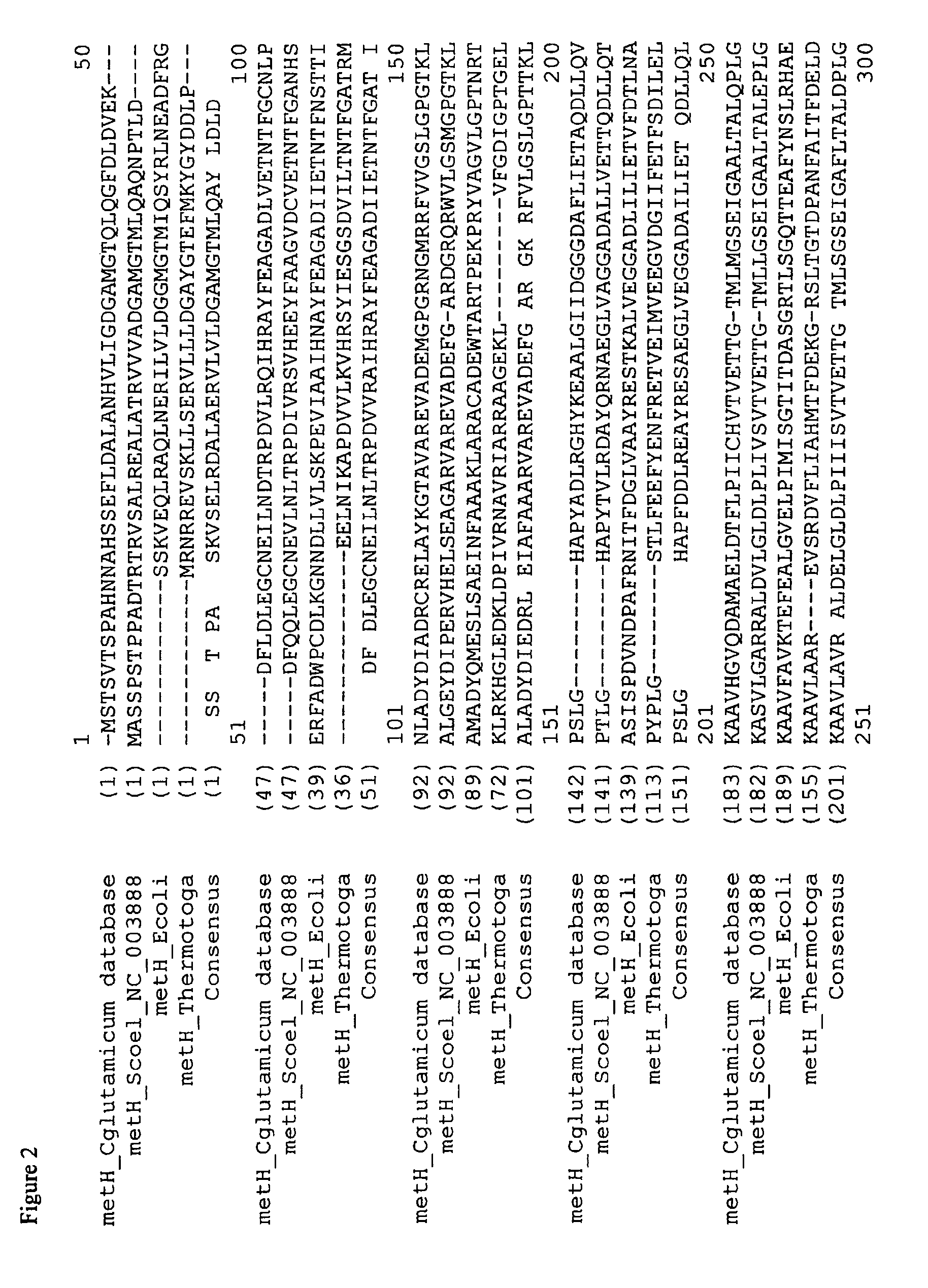 Methionine Synthases with Reduced Product Inhibition