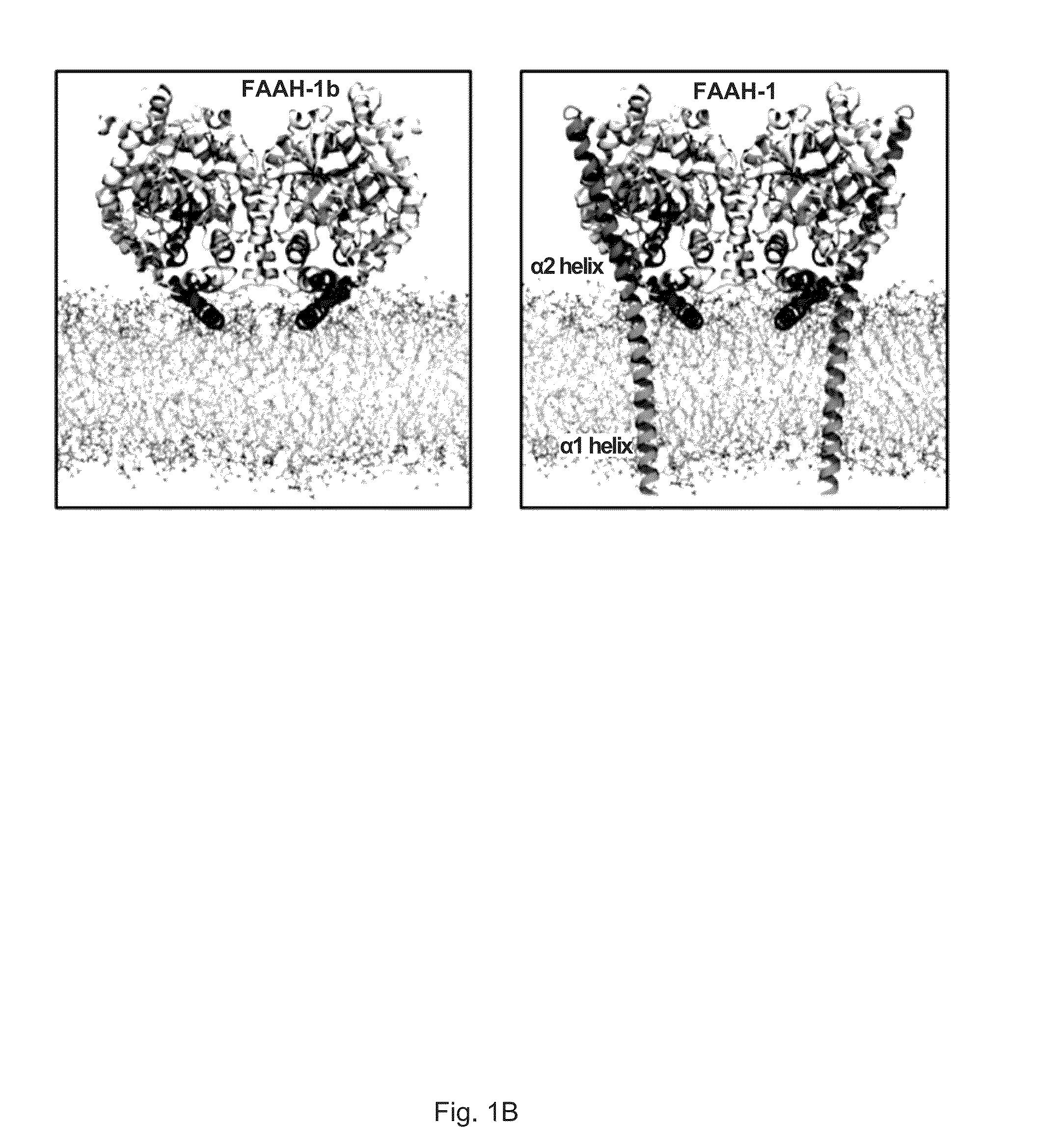 Inhibitors of anandamide transport and their therapeutic uses