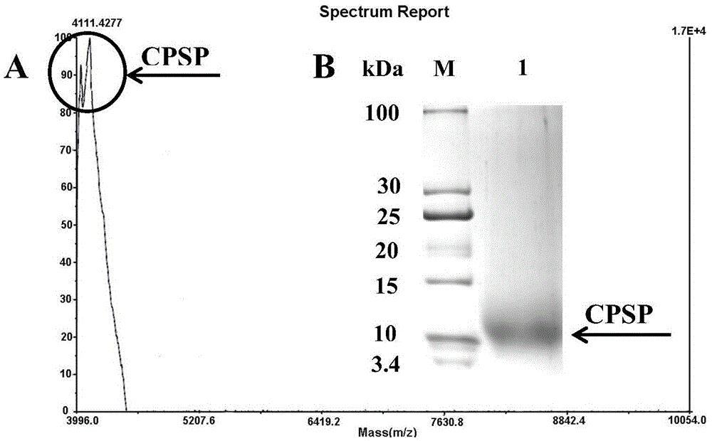 Preparation method and application of cationic peptides of sesame pomace