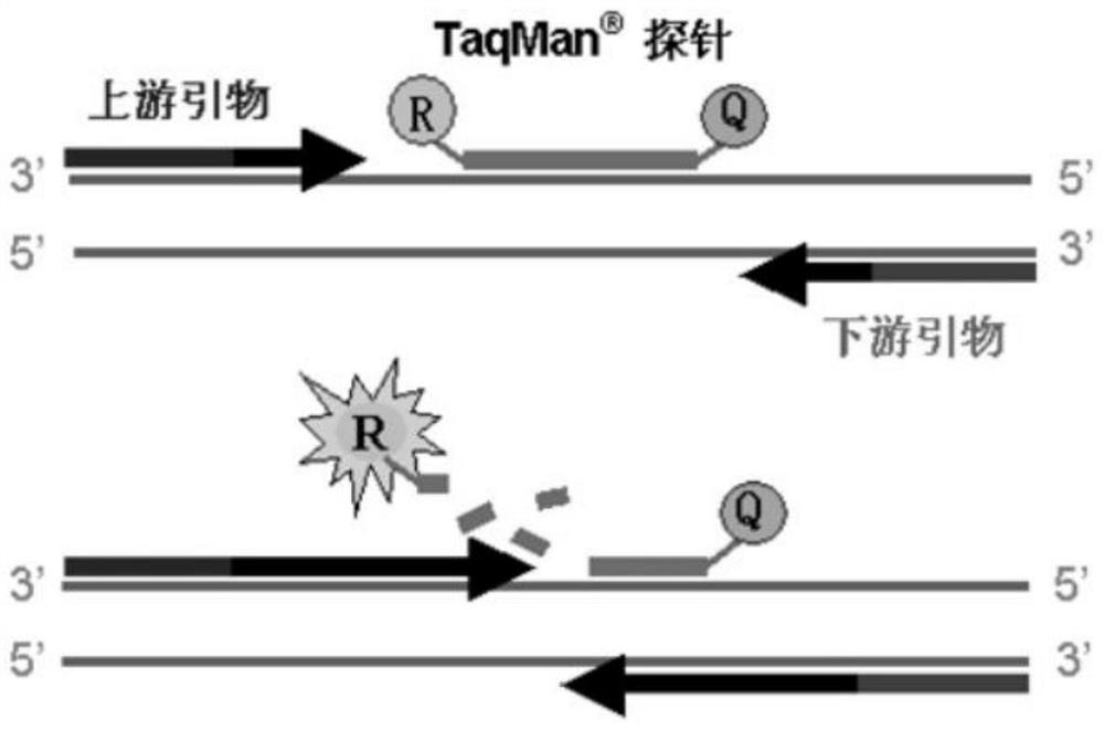 Fluorescent quantitative PCR detection method and kit for porcine circovirus type II