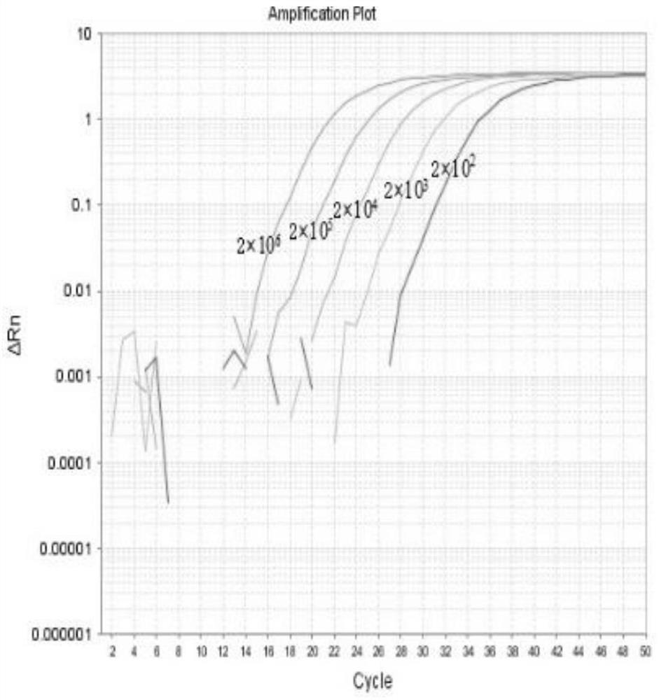 Fluorescent quantitative PCR detection method and kit for porcine circovirus type II