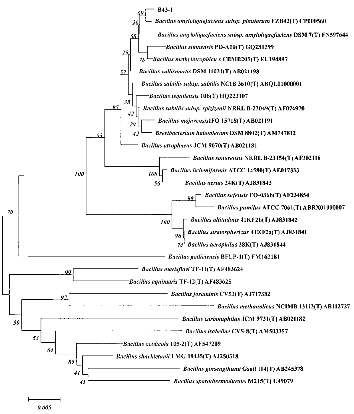 Bacillus amyloliquefaciens and application thereof