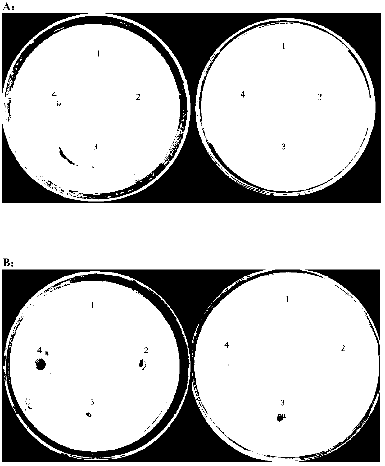 Bacillus amyloliquefaciens and application thereof