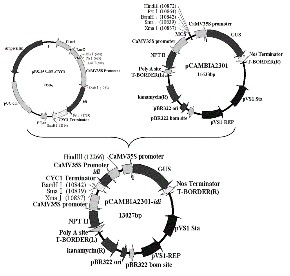 High-yielding lutein transgenic chlorella and preparation thereof