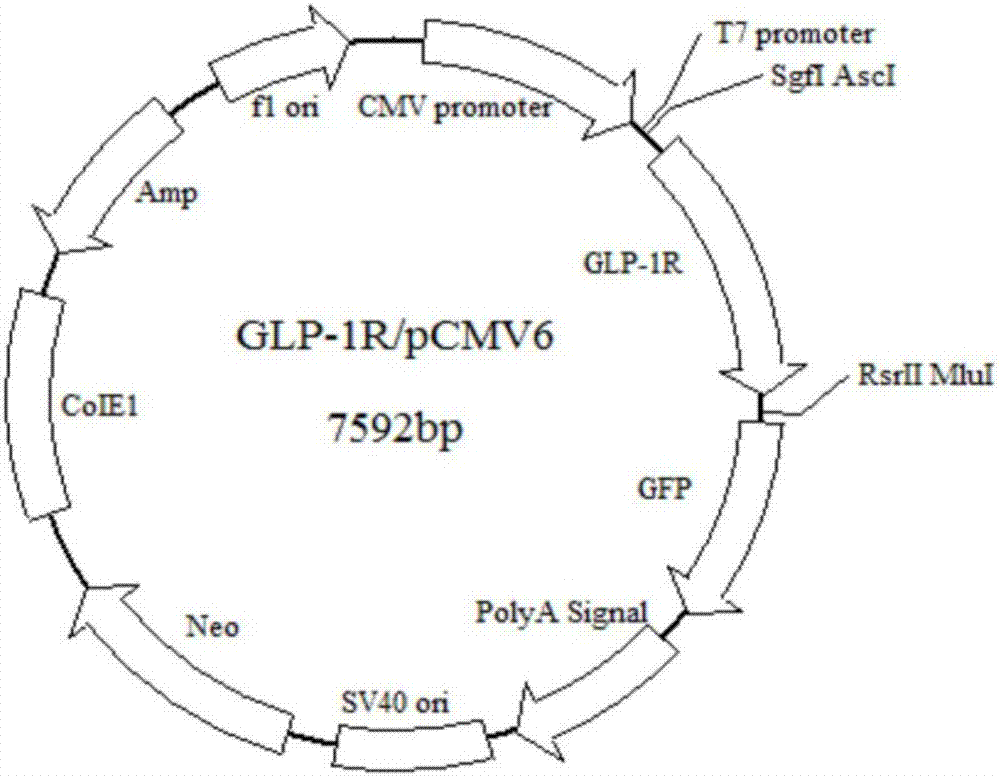 Cell line for scanning peptide and non-peptide GLP-1 (Glucagon-likepeptide-1) analogues as well as preparation method and application thereof