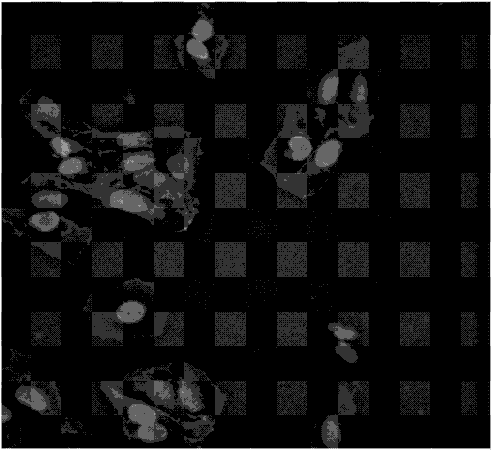 Cell line for scanning peptide and non-peptide GLP-1 (Glucagon-likepeptide-1) analogues as well as preparation method and application thereof